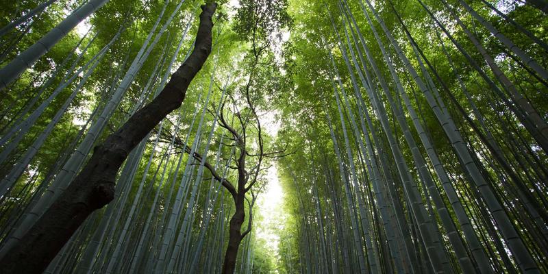 华夏文脉的双生花:从非遗技艺到哲思殿堂的千年传承